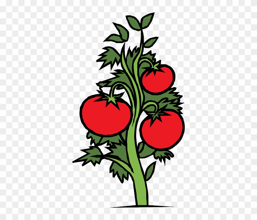 Red, Food, Drawing, Sketch, Plants, Tree, Cartoon - Plants Clipart #359772