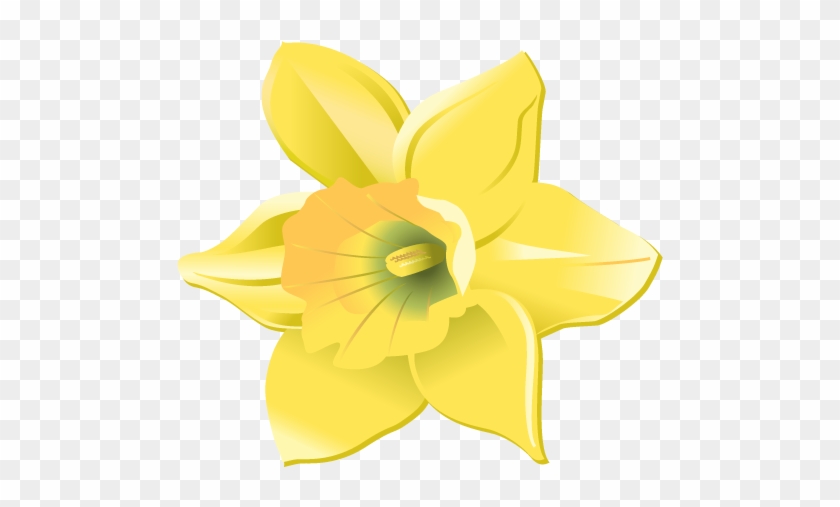 Daffodil Head Only - Narcissus - Free Transparent PNG Clipart Images ...
