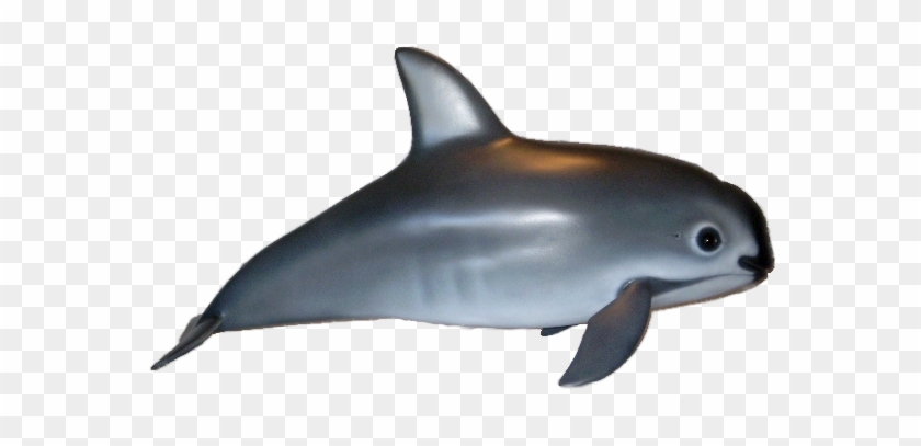 Vaquita Whales #370620