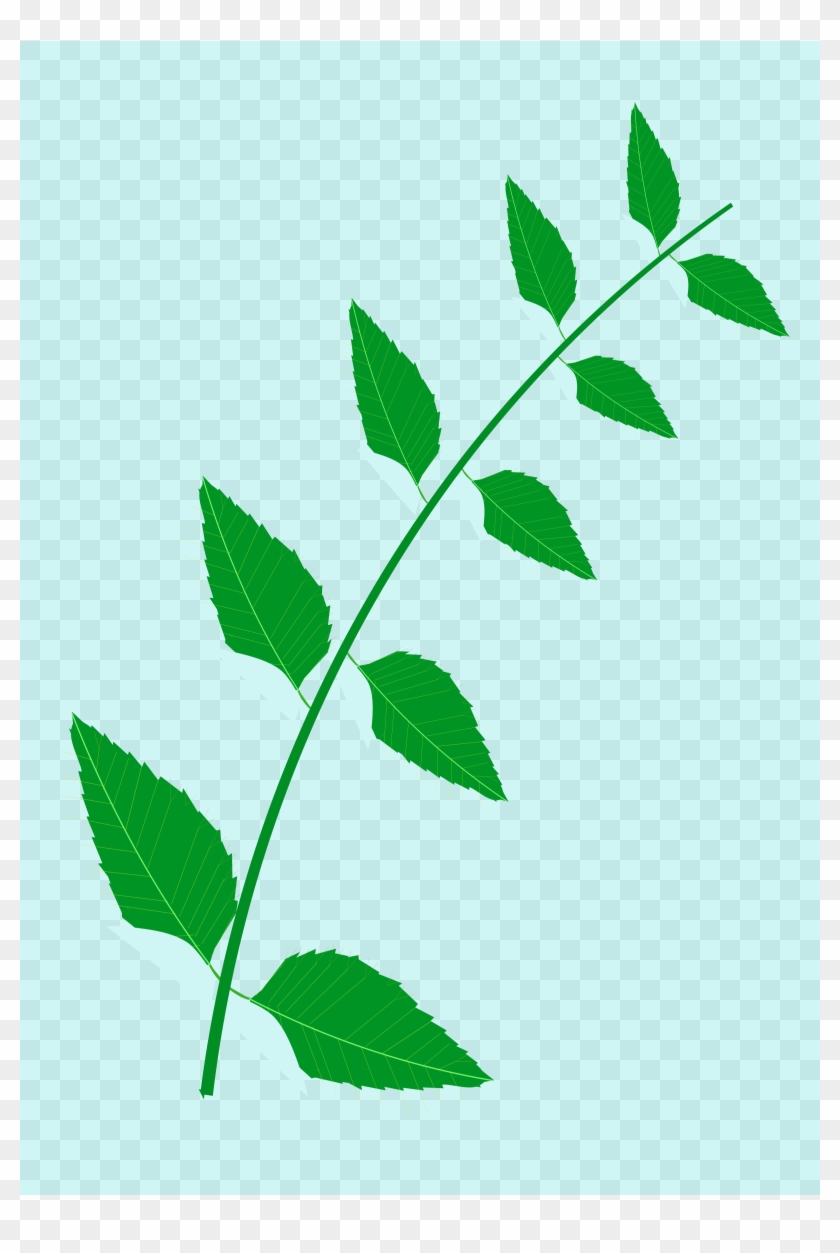 Neem Tree Drawing png download - 461*640 - Free Transparent Medicinal  Plants png Download. - CleanPNG / KissPNG