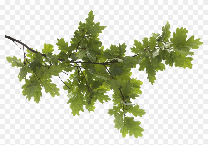 Oak Tree Icon 9 - Branch Png #382059