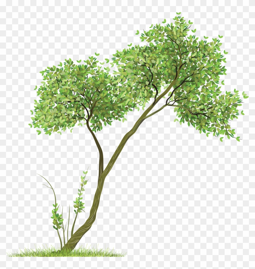 Tree - Tree Png For Picsart #382428