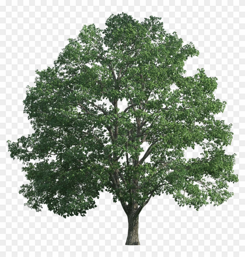 Tree Realistic Png Clip Art - Ugadi Subhakankshalu Telugu Lo #382451