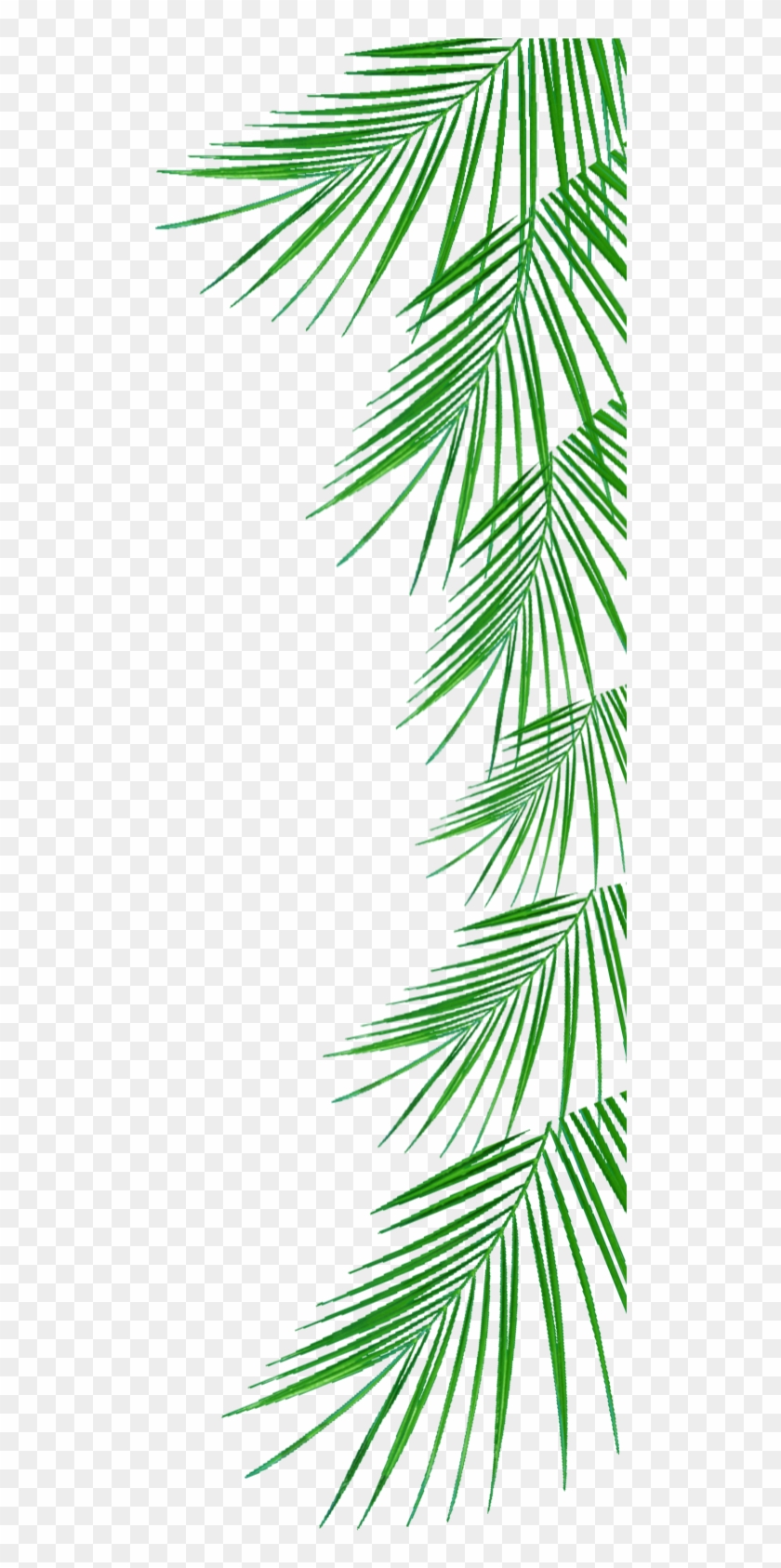 Arecaceae Tree Woody Plant Clip Art - Side Border Png Format #382448