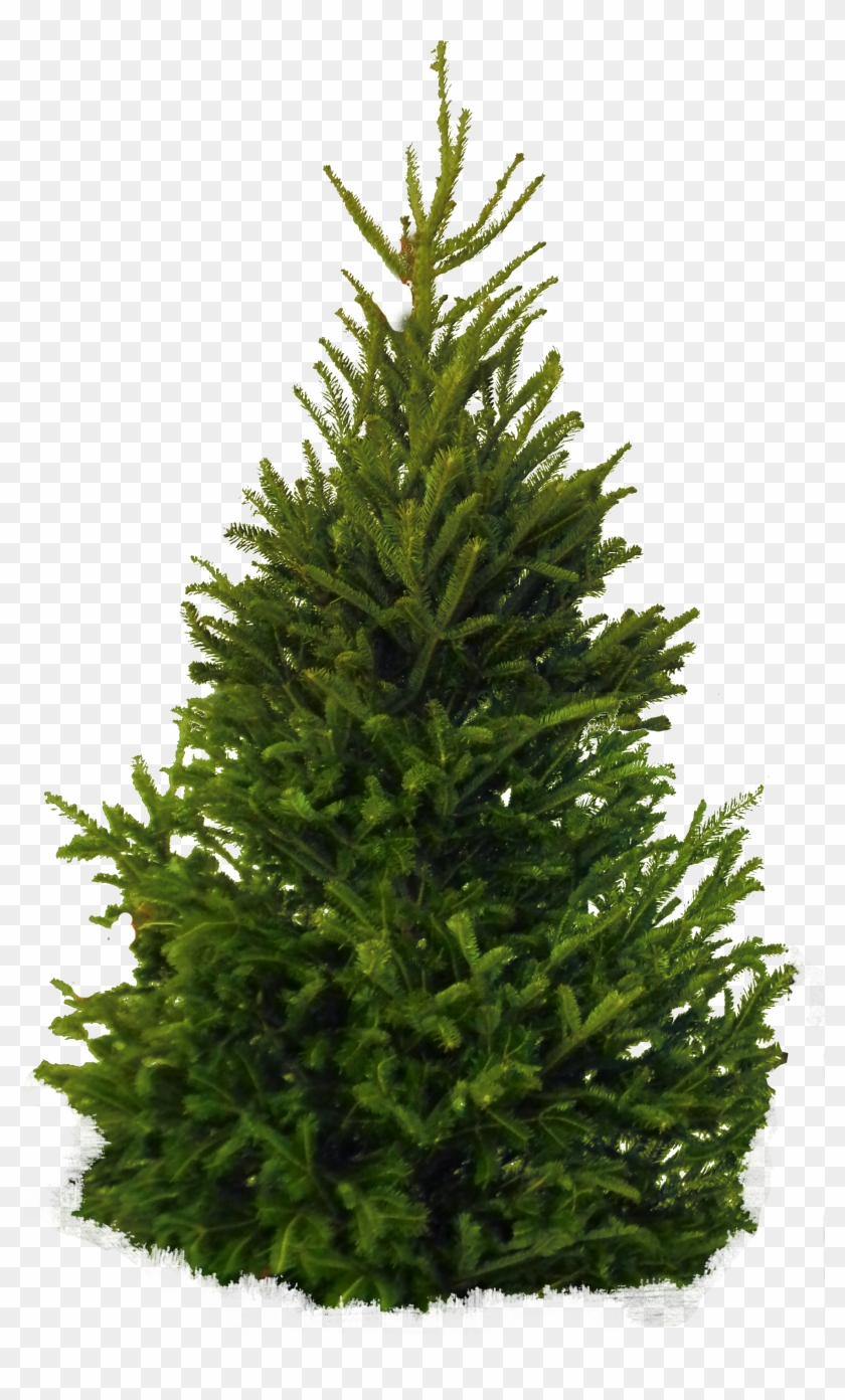 Fir-tree Png Clipart - Fir Tree Png #382687