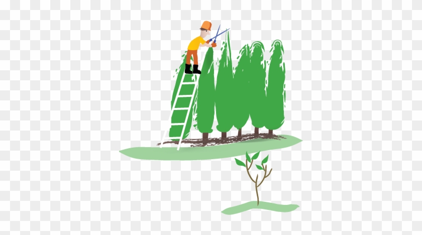 Toronto Tree Service Hedge Care Shrub Care - Shrub #383954