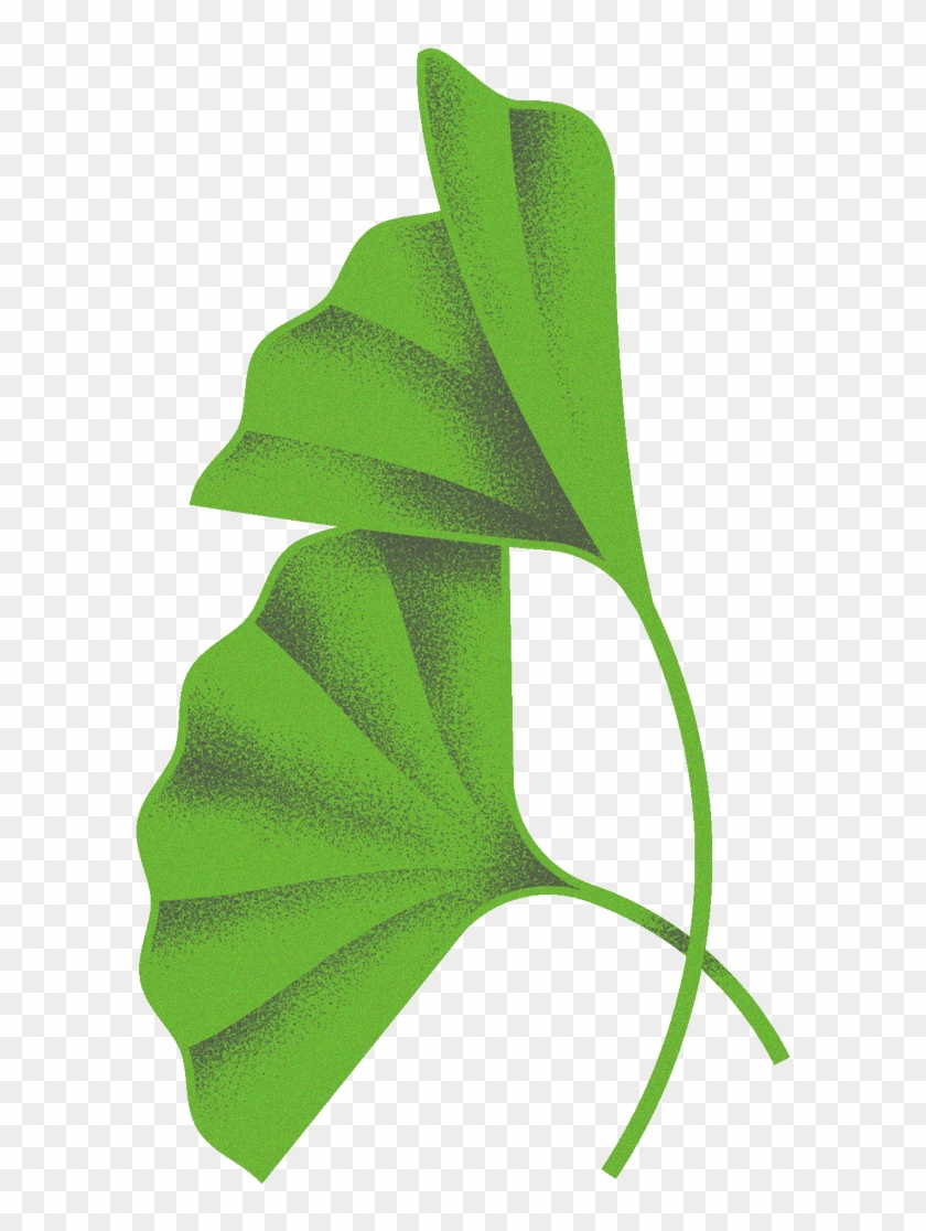 Green Ribbon Clipart - Maidenhair Tree #385106