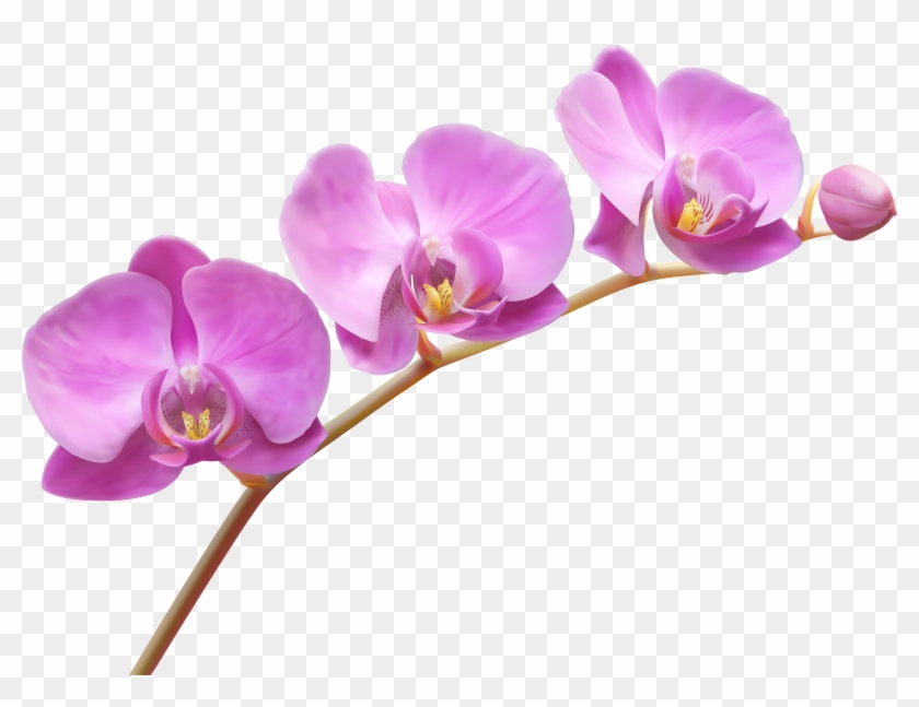 Orchids Transparent Png Clip Art Image - Orchid Png #62837