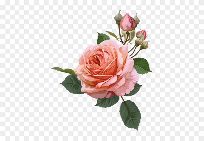 0 18809a Ebcb3852 L - Transparent Background Rose Clipart #386142