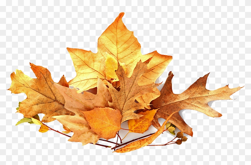 pile of leaves clipart