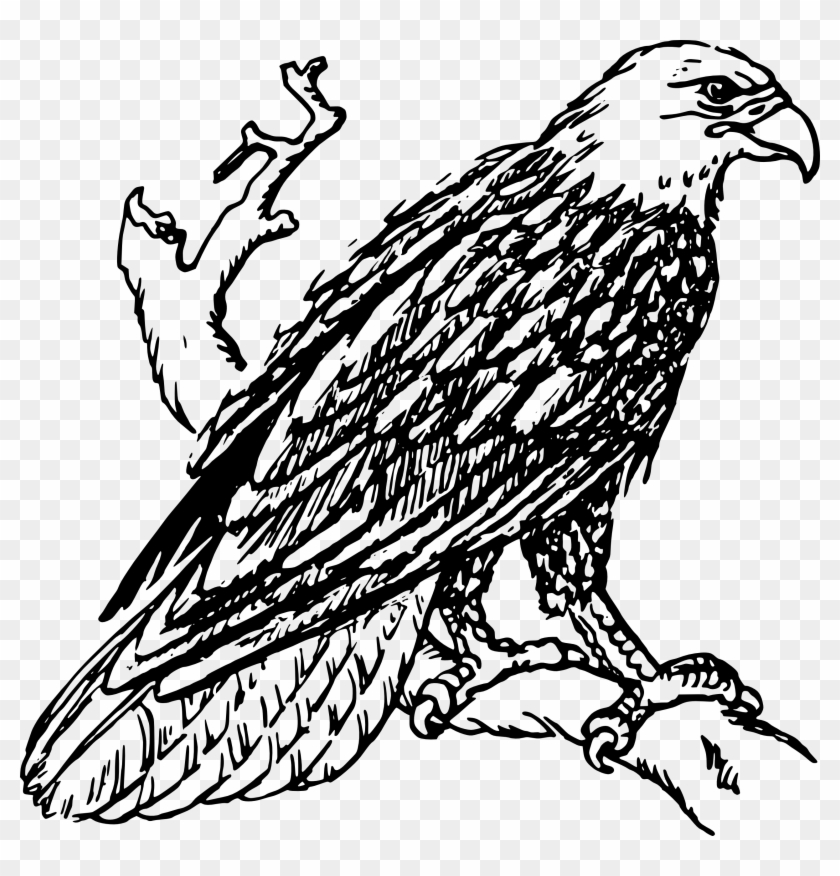 Bald Eagle Clip Art At Clker - Outline Image Of Eagle #390183