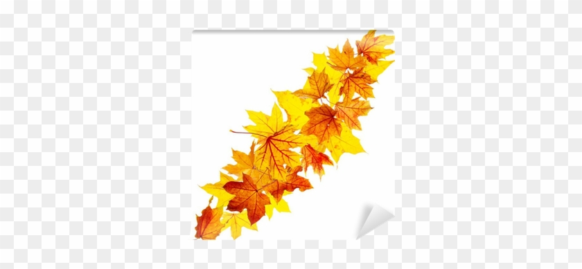 Falling Autumn Maple Leaves Isolated On White Background - Maple Leaf #390444