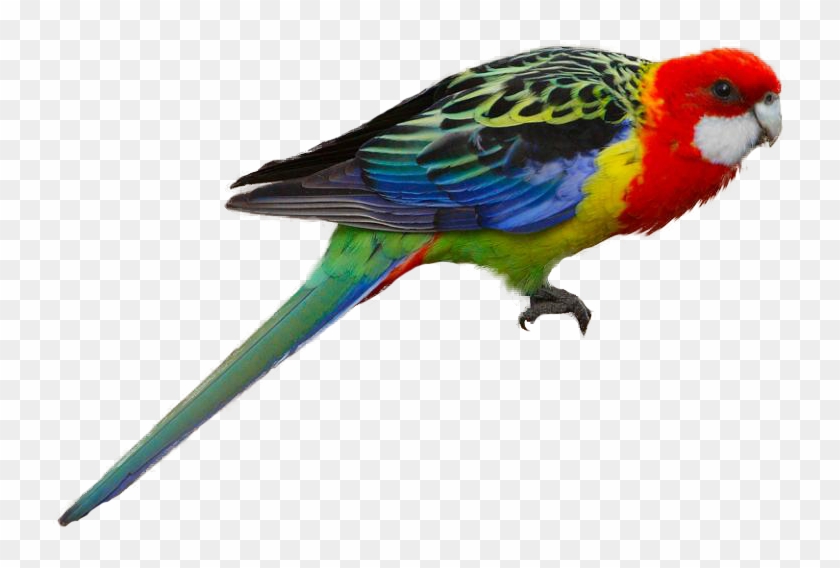 Eastern Rosella - Eastern Rosella Clip Art #393068