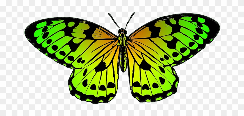 Tropical Butterfly Clipart - Yellow Butterfly Transparent Png #393731