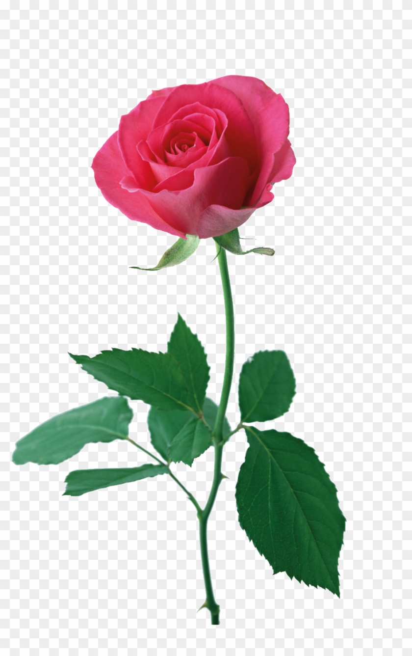 Red Rose Cartoon Transparent Material - Rosas Con Hojas - Free Transparent  PNG Clipart Images Download