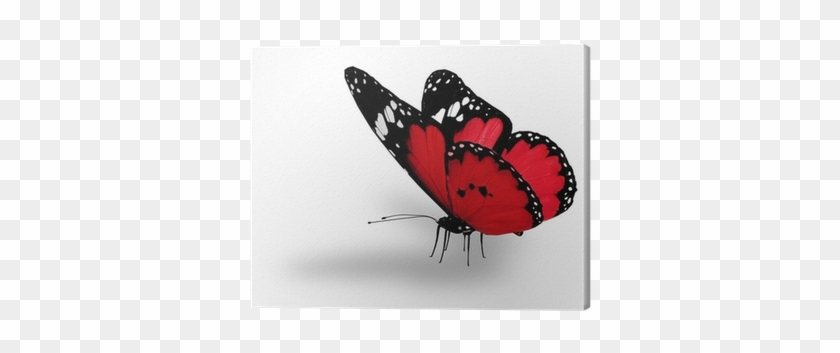 Red Butterfly , Isolated On White Canvas Print • Pixers® - White #397254