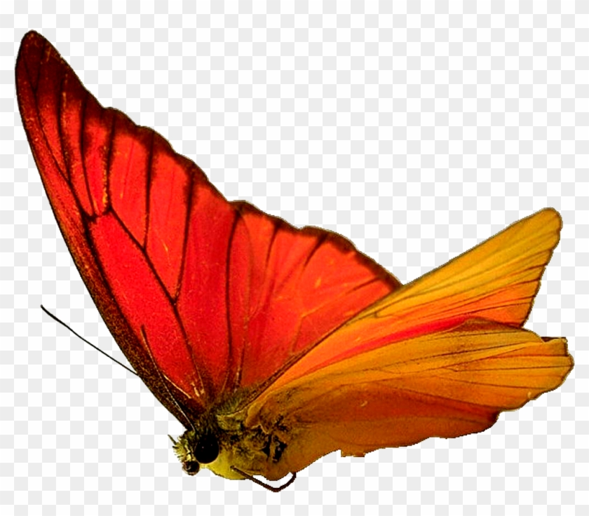 Butterfly Insect Moth Wallpaper - Butterfly Insect Moth Wallpaper #398205