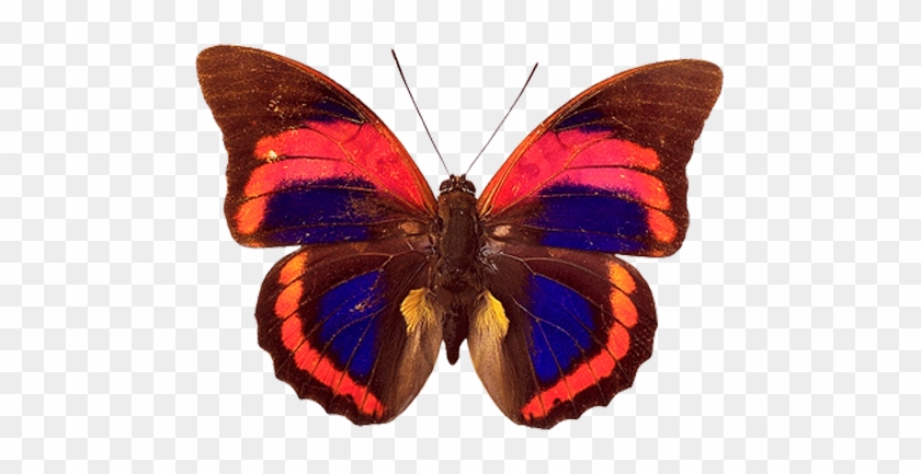 Butterfly Png Image - Agrias Claudina #399211