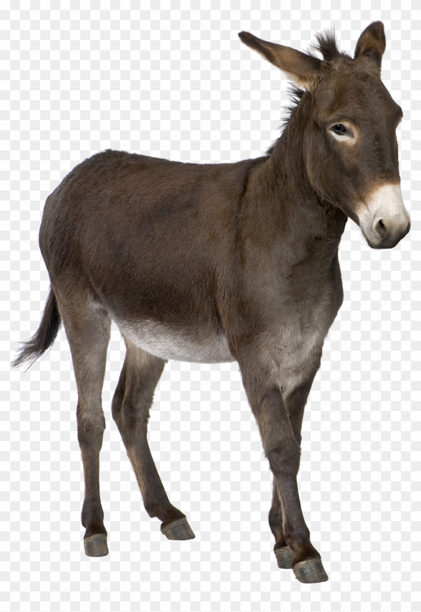 Image - Donkey Png #400066