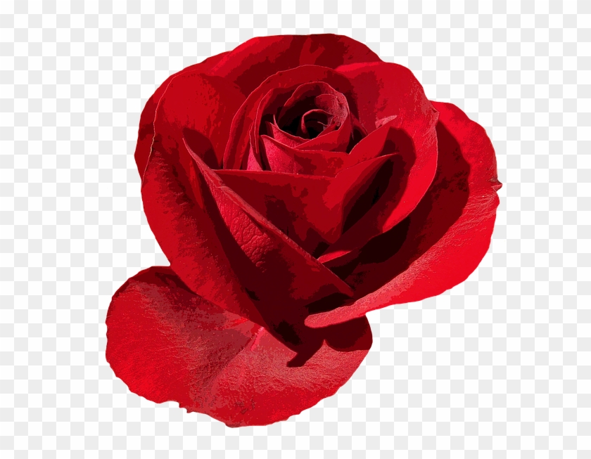 Rose Png 26, - Rose #406206