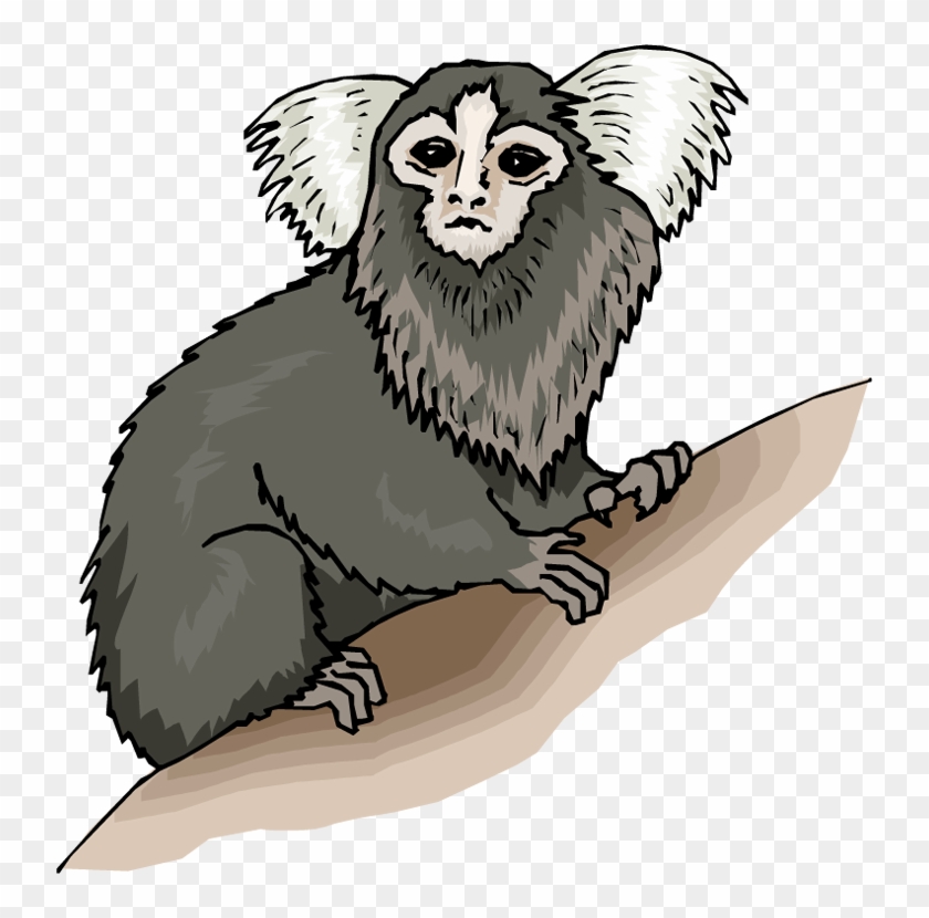 Monkey Clipart - Marmoset Png #406285