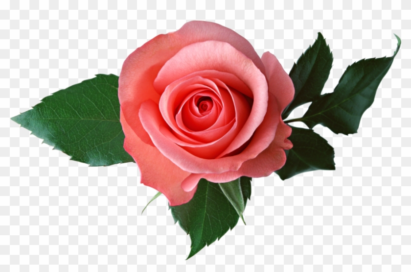 Pink Rose On A Transparent Background - Transparent Background Rose Transparent #406315