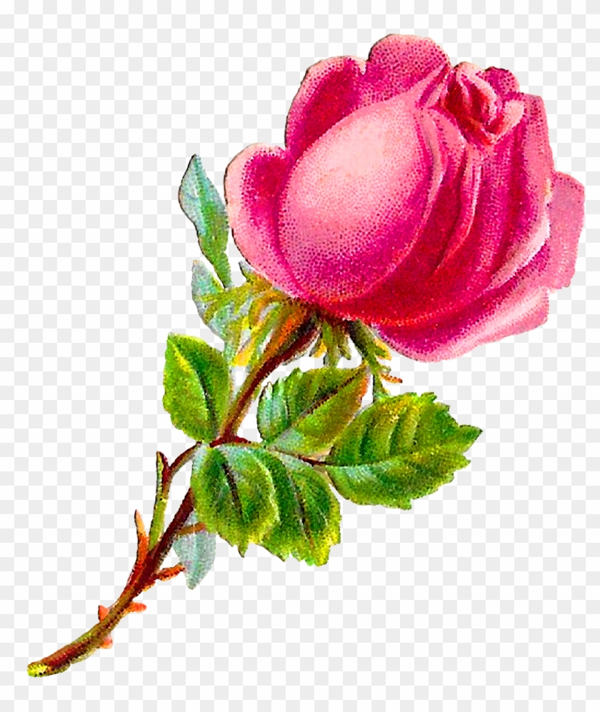 Digital Pink Rose Clipart Download - Rose #406682