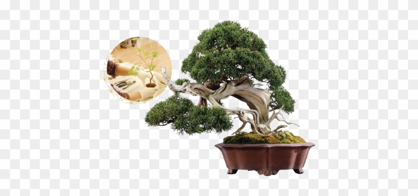 Bonsai Miniature Trees Are Earning International Accolades 盆栽 松 Free Transparent Png Clipart Images Download