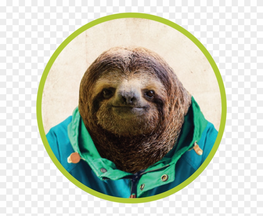 Default Image - Three-toed Sloth #408019