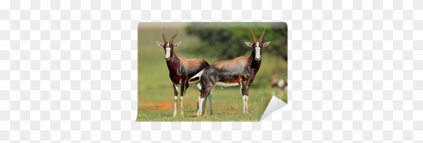 Bontebok #408791