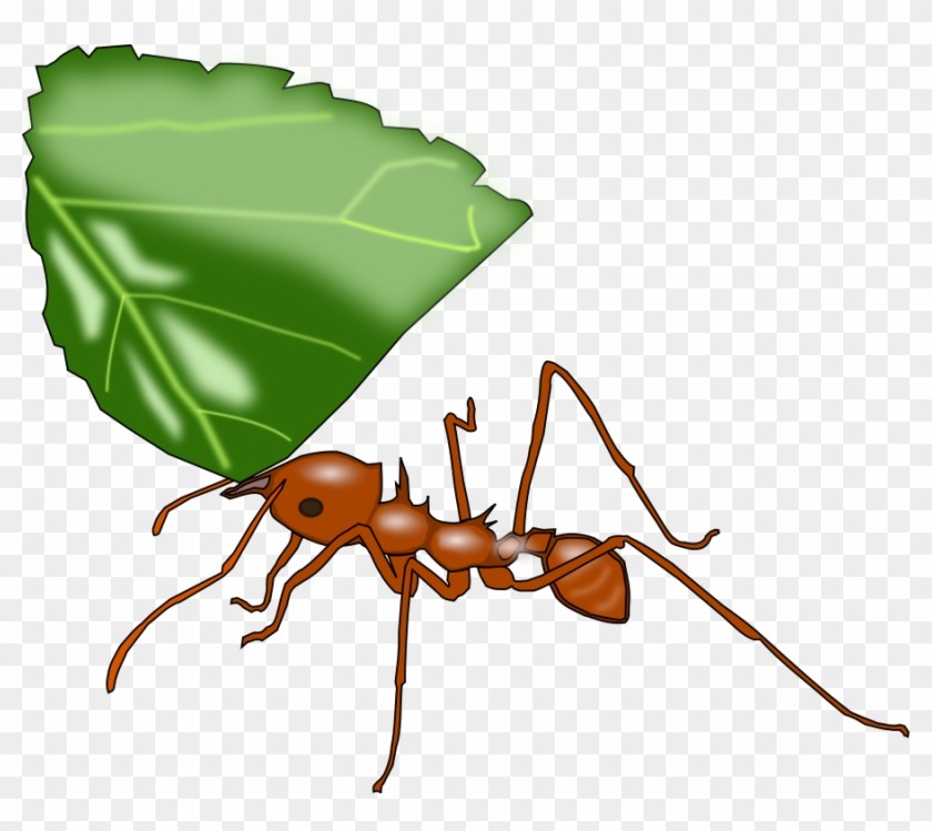 Ant Clipart Vector - New Jersey Institute Of Technology #417172