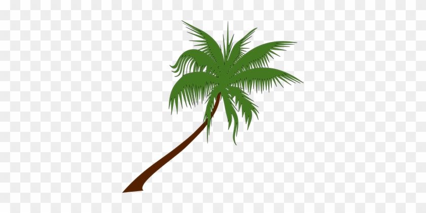 Palm Tree Coconut Palm Tree Tropical Palm - Coconut Tree Clipart Free #417698