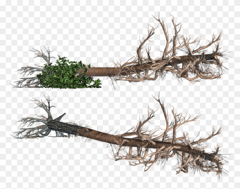 Fallen Tree Clipart - 쓰러진 나무 Png #418924