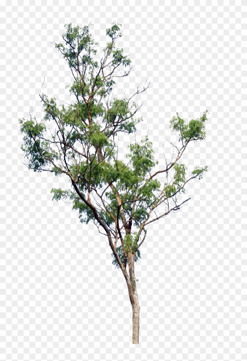 Tree Png By Blur-stock - Little Tree Png #418963