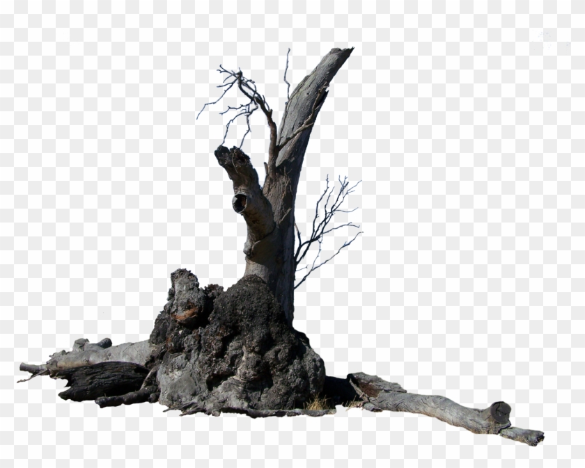 Lightning Tree Precut By Stockopedia Lightning Tree - Tree #419074
