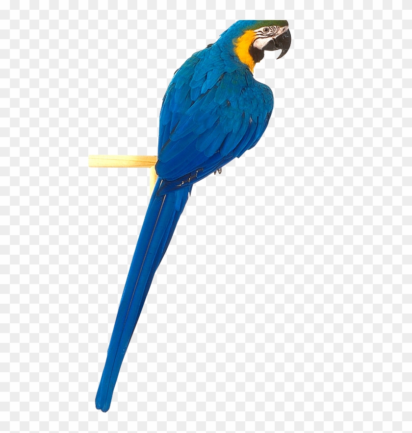 Blue Parrot Png #69057