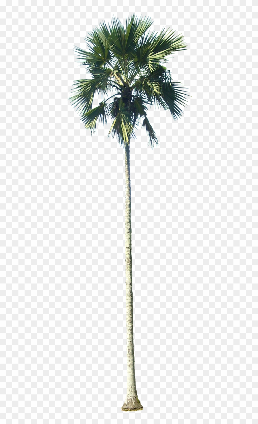 Drawn Palm Tree Tall Tree - Thin Palm Tree Png #422666