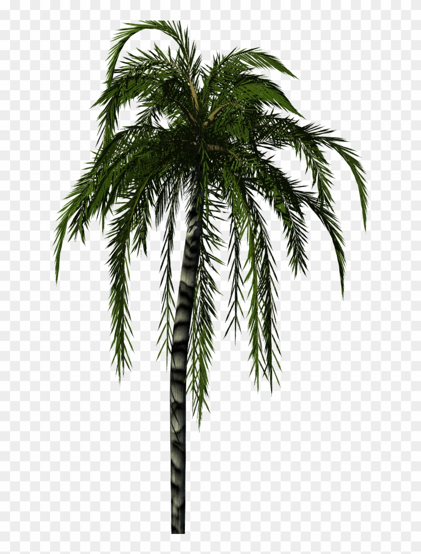 palm tree texture