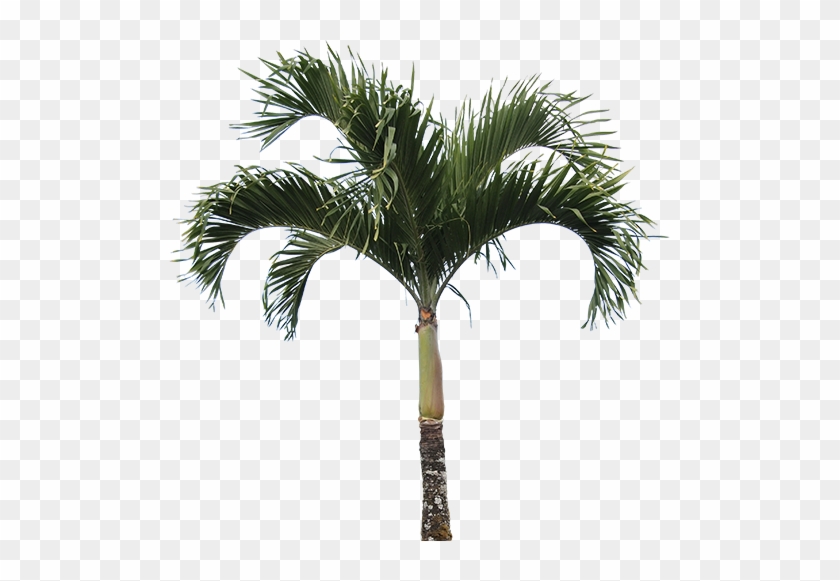 Areca Nut Tree Png #422687