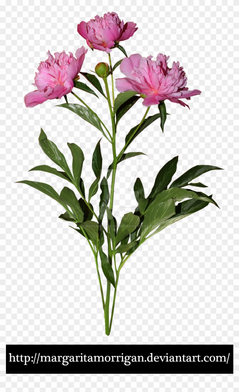 Peony Flowers By Margarita Morrigan Peony Flowers By - Peony Plant Png #424320