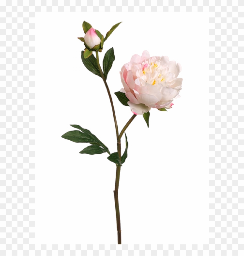 25" Peony Spray With Bud Cream Cerise - Silk Plants Direct Peony Spray - Cream Cerise - Pack #424328