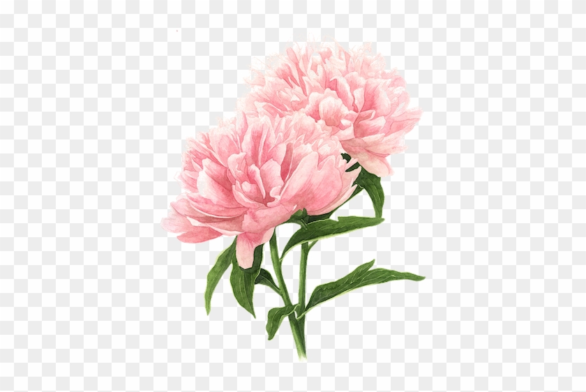 Hey, I'm Fiona - Peony Painting #424333