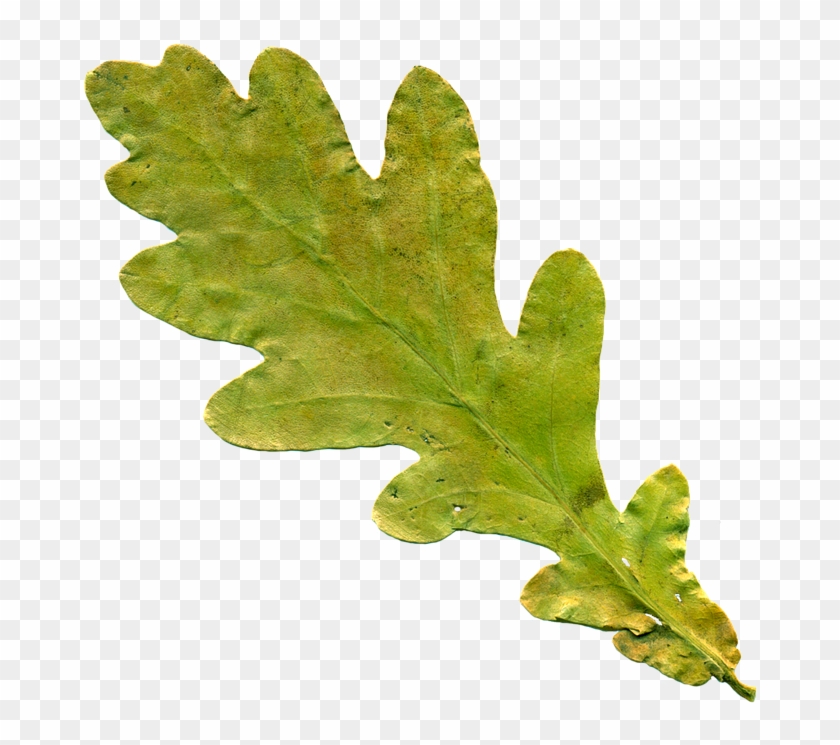 Oak Leaf Pictures - Oak #424502