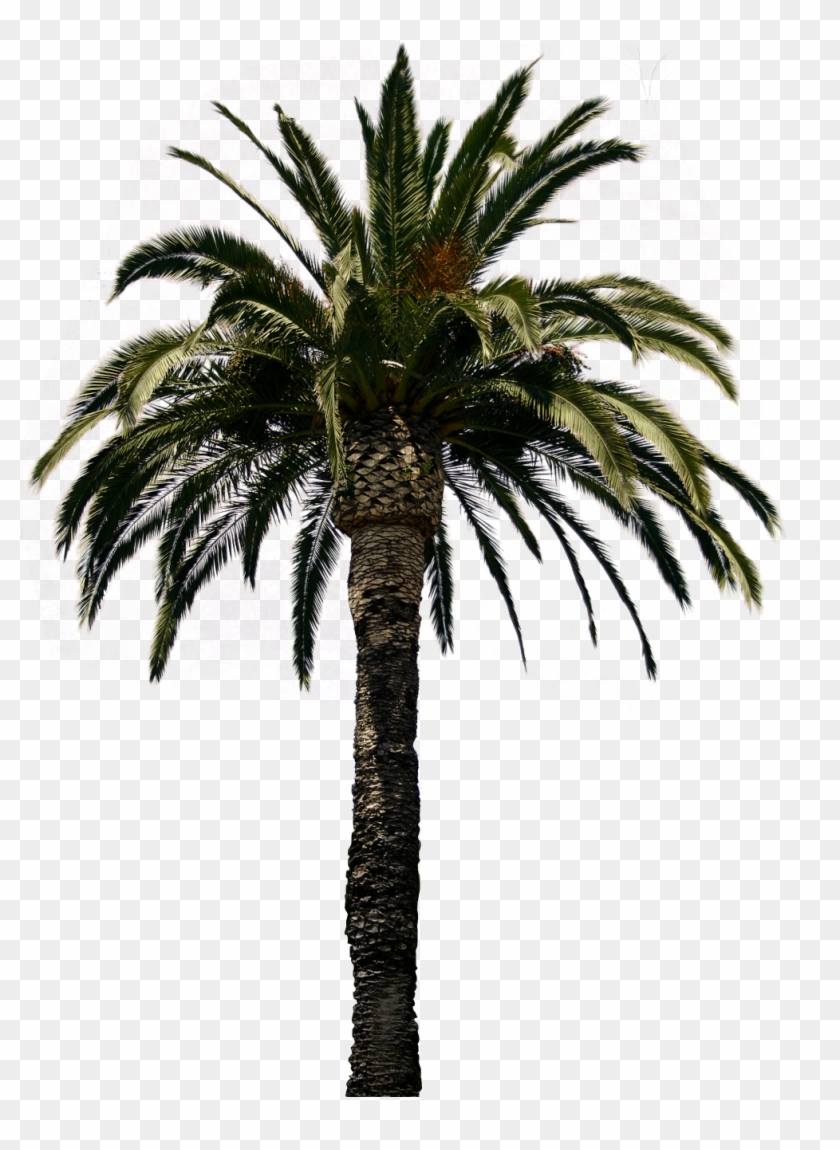 Amazing Clipart Palm Tree Collection Png With Palm - Date Palm Tree Psd #425132