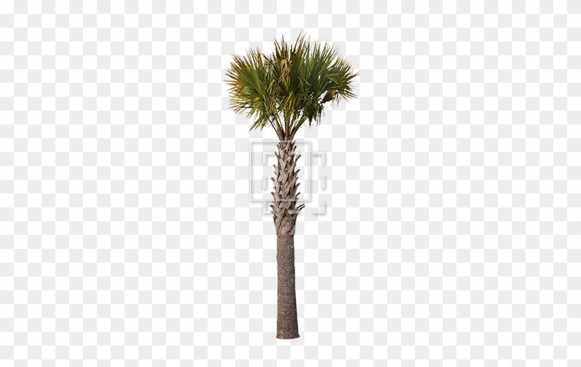 Gallery Of Sharp Palm Tree Parent Category Cutouts - Palm Trees #425138