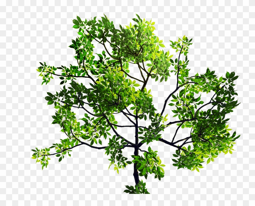 Green Leaves Tree Branch Png Stock Image - Twig #425497