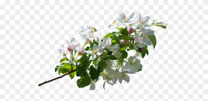 Apple Tree Branches Png Transparent #428583