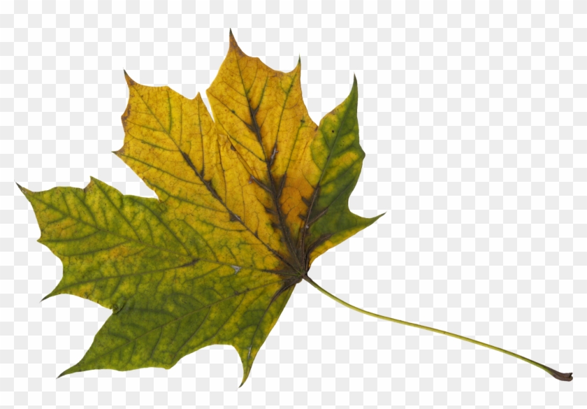 Free Download - Maple Leaf #428981