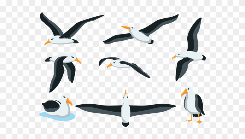 Albatross Clipart Beach - Albatros Png #434592