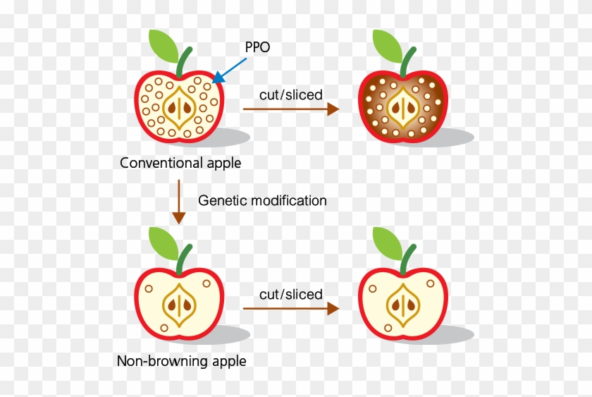 With Polyphenol Oxidase Shut Down, The Non-browning - With Polyphenol Oxidase Shut Down, The Non-browning #439818